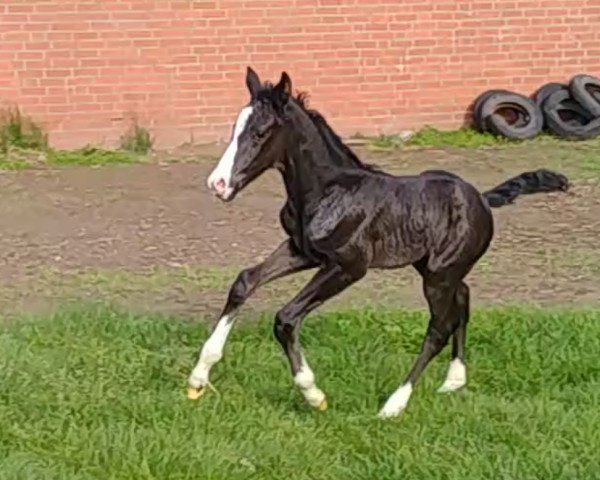 dressage horse Zoula (Oldenburg, 2019, from Birkhof's Zalando OLD)