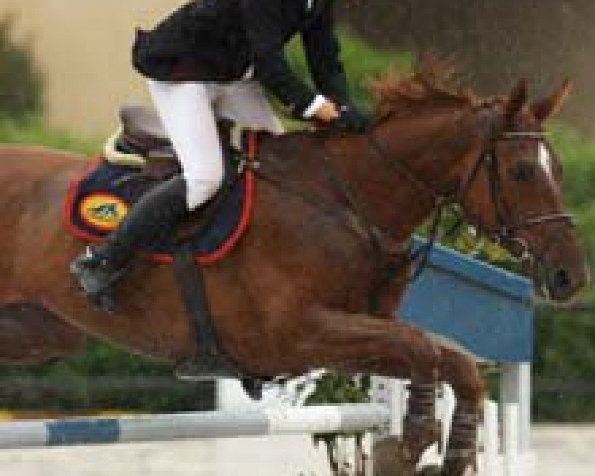 stallion Kassidi (Selle Français, 1998, from Paladin des Ifs)