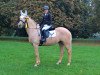 dressage horse Sissi 852 (French Pony, 2012, from Qatar)