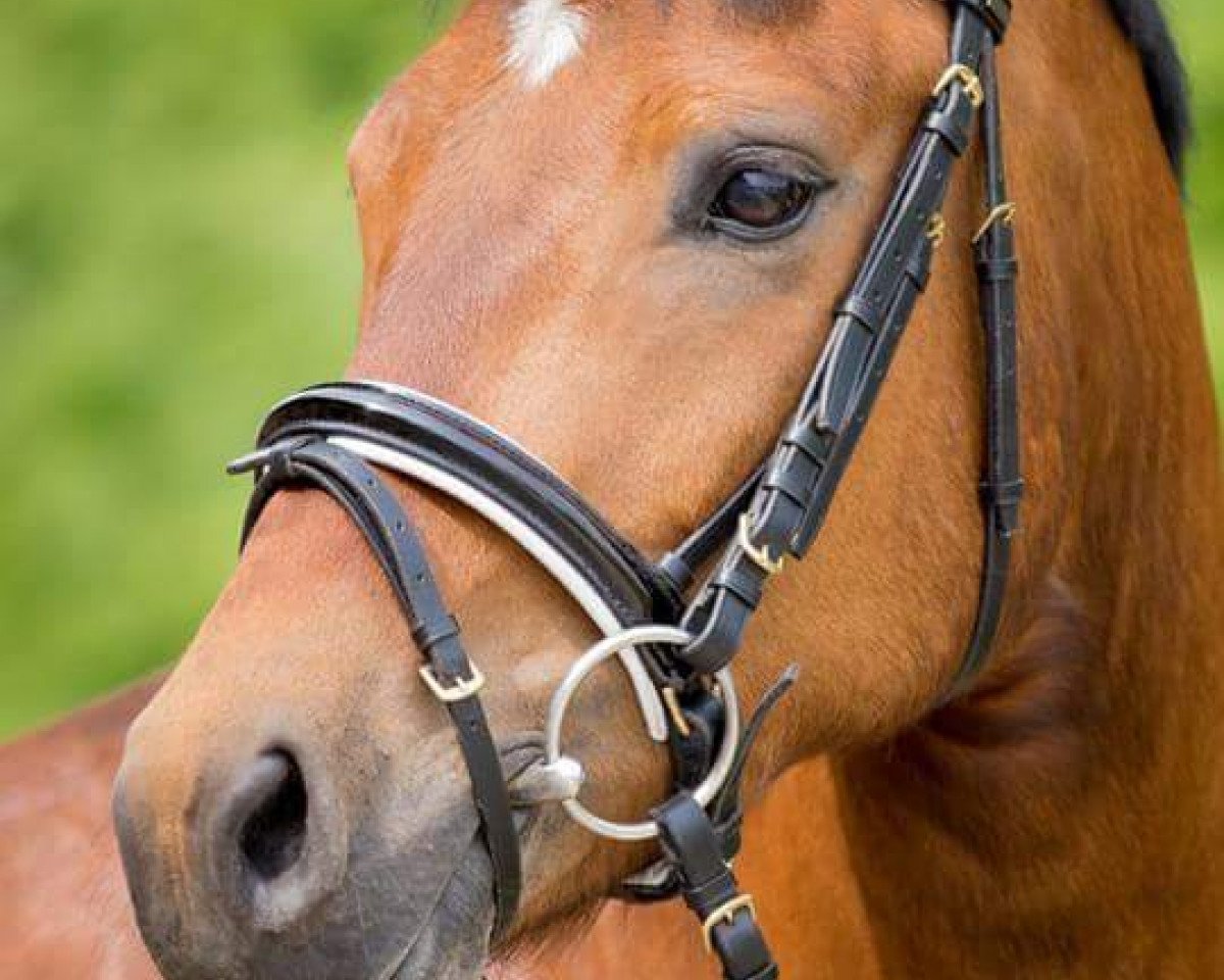 dressage horse Ahorn's Conway (New Forest Pony, 2011, from De Hofstede's Cormando)