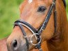 dressage horse Ahorn's Conway (New Forest Pony, 2011, from De Hofstede's Cormando)