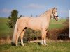 broodmare Champyonesse (German Riding Pony, 2010, from Top Champy)