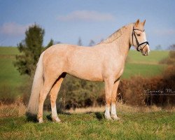 Zuchtstute Champyonesse (Deutsches Reitpony, 2010, von Top Champy)