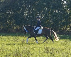 broodmare Grenzhoehes Charlotte (German Riding Pony, 2015, from Grenzhoehes My Fireball)