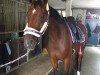 dressage horse Contano's Ebbygirl (Holsteiner, 2012, from Contano)