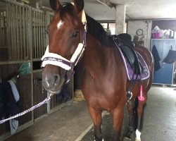 dressage horse Contano's Ebbygirl (Holsteiner, 2012, from Contano)