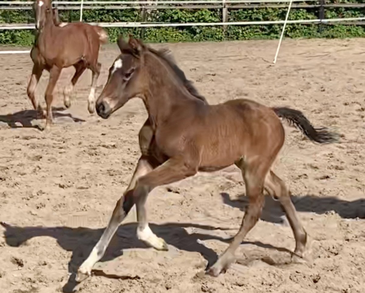 dressage horse Fyniria (Oldenburg, 2020, from Deodorio)