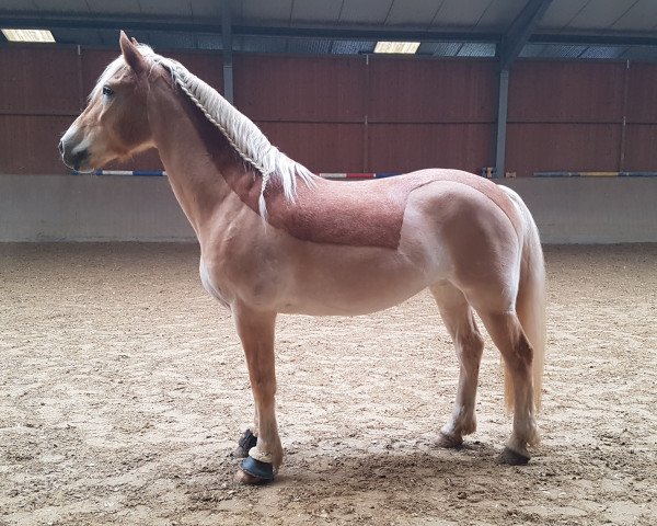 dressage horse Malin (Haflinger, 2009, from Alabaster B)