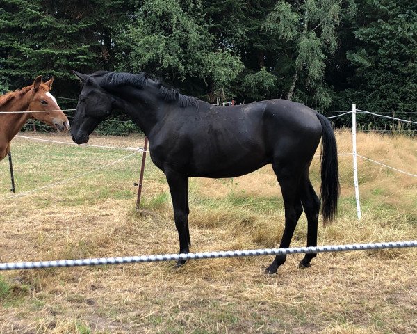 dressage horse Everlasting Dream (Hanoverian, 2018, from Emilio)