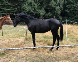 dressage horse Everlasting Dream (Hanoverian, 2018, from Emilio)