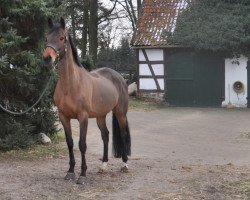 jumper Vitale 3 (Hanoverian, 2010, from Valentino)