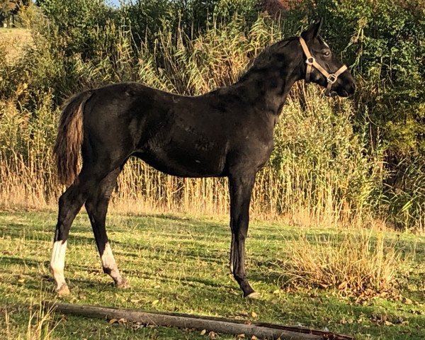 dressage horse Rocket Dream (Hanoverian, 2019, from Rotspon)