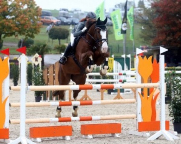 jumper Dalina 59 (KWPN (Royal Dutch Sporthorse), 2008, from Larino)