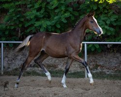 Pferd Diarado (Deutsches Reitpony, 2019, von Dark Highlight AT)