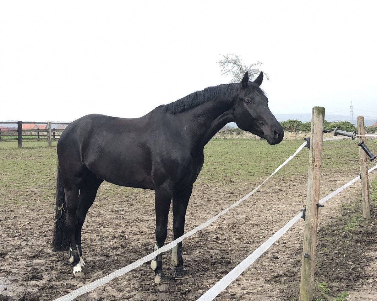 dressage horse Fürst Frederik vom Felsenstein (Oldenburg, 2014, from Fürst Romancier)