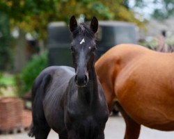 broodmare La Vita 45 (Hanoverian, 2019, from Le Vivaldi)