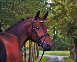 jumper Wallach von Aragon (Belgian Warmblood, 2014, from Aragon 216)