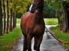 jumper Catox Son (German Sport Horse, 2012, from Cartusch 21)