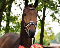 dressage horse Stute von Rock Forever NRW / Cornet Obolensky (Westphalian, 2014, from Rock Forever NRW)