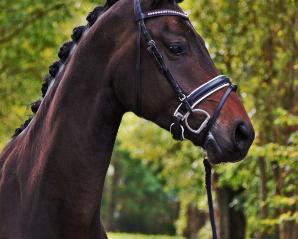 dressage horse Wallach von Franziskus/Rocky Lee (Westphalian, 2015, from Franziskus FRH)