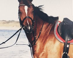 dressage horse Sambesi 63 (Hanoverian, 2010, from Silberschmied)