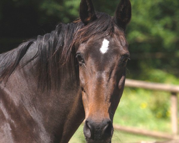 horse Monterey 13 (Holsteiner, 1997, from Linaro)