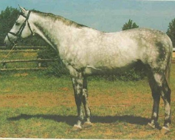 stallion Keramit (Hungarian Warmblood, 1986, from Kemal xx)