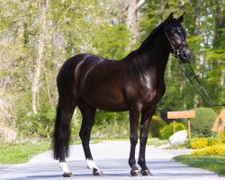 Springpferd Sweet Poison 8 (Deutsches Reitpony, 2015, von Veltin)