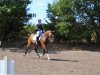 dressage horse Hyggebo's Calano (Danish Warmblood, 2002, from Crelido)