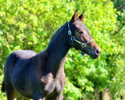 broodmare Championessa (Oldenburg, 2019, from Bernay)