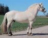 stallion Major (Fjord Horse, 2011, from Elvar N.2231)