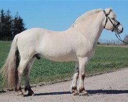 stallion Major (Fjord Horse, 2011, from Elvar N.2231)