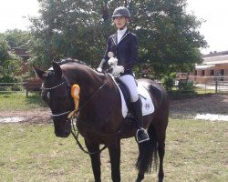 dressage horse Vitus 87 (Hanoverian, 2007, from Valentino)