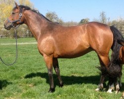 dressage horse Royal Noblesse (Württemberger, 2009, from Royal Dance)