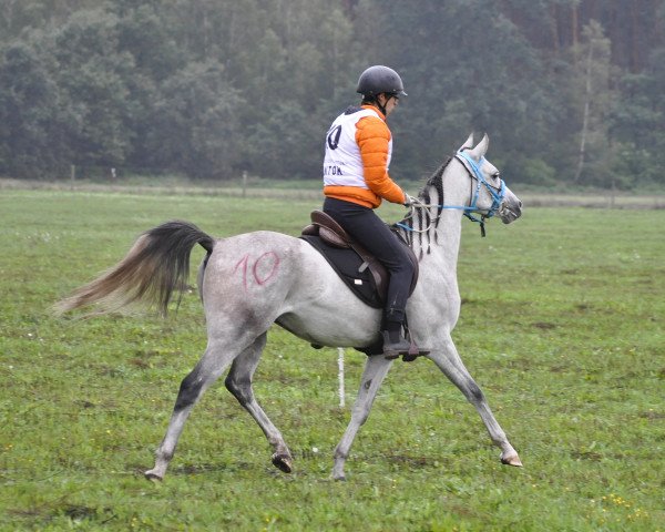 horse Zejdar (Arabian thoroughbred,  )