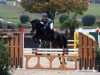 jumper Genie Rouge (KWPN (Royal Dutch Sporthorse), 2011, from Tangelo van de Zuuthoeve)