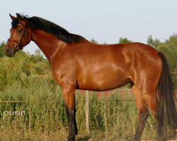 Pferd Appelkorn (Oldenburger Springpferd, 2014, von Abke 4)