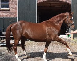 broodmare Donna Ersita (Rhinelander, 2005, from Dali X)