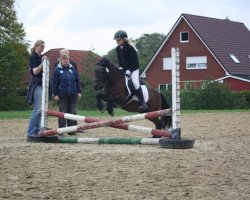 dressage horse Anton 498 (unknown, 1999)