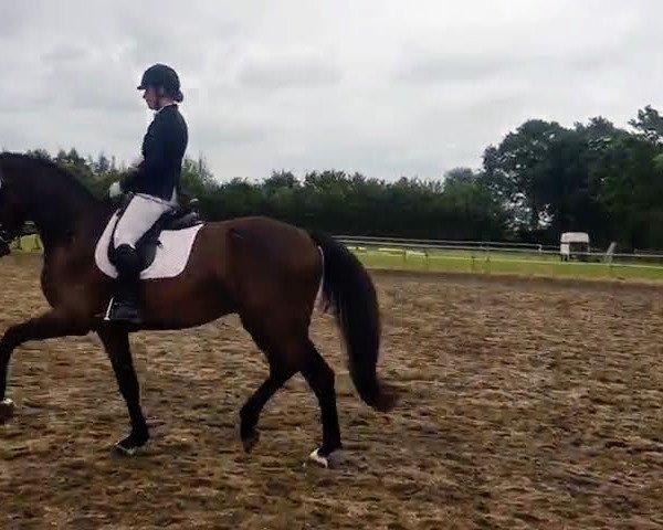 dressage horse Cruz 11 (Holsteiner, 2015, from Catoo)