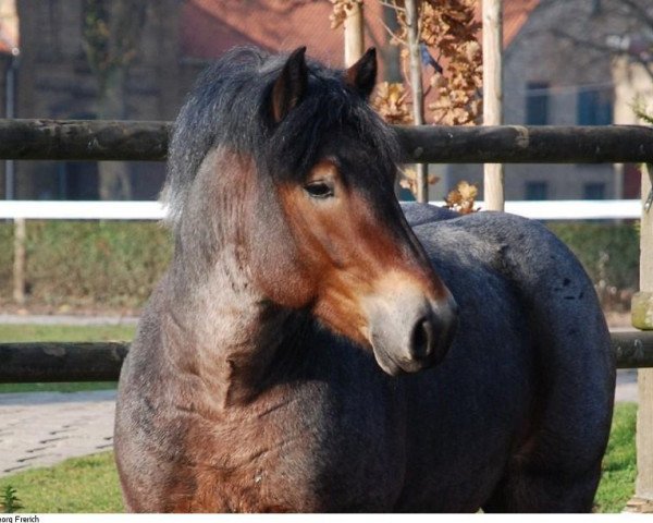 stallion Newton (Westphalian, 2006, from Nando)