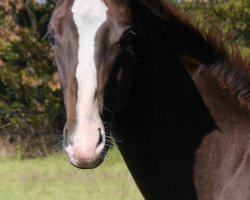 dressage horse Barolo 83 (Oldenburg, 2019, from Belissimo NRW)