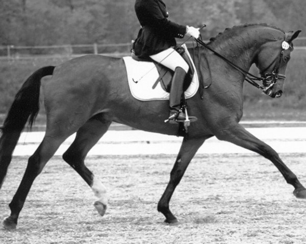 horse Royal Romeo (Oldenburg, 1999, from Rohdiamant)