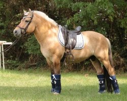 stallion Benji d'Ober (Fjord Horse, 2011, from Merlin)