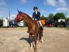 dressage horse Maphyra (Bavarian, 2008, from Herzruf)