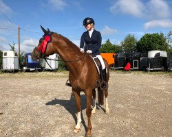 dressage horse Maphyra (Bavarian, 2008, from Herzruf)