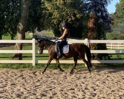 broodmare Steendieks Columbia (German Riding Pony, 2009, from Auheim's Maximus)