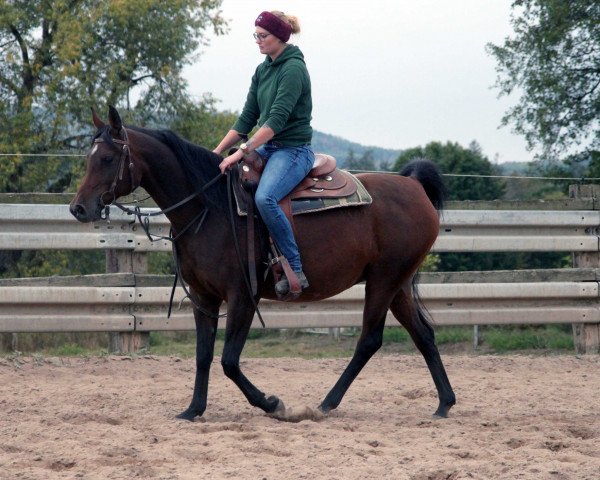 horse GH Abadiya (Arabian thoroughbred, 2006, from Muddassir B' Mehamam)