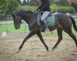 broodmare Venice W (Hanoverian, 2016, from Viscount 22)