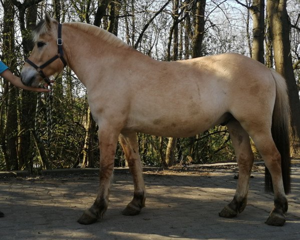 horse Guizmo d'ober (Fjord Horse, 2016, from Torsetblakken)